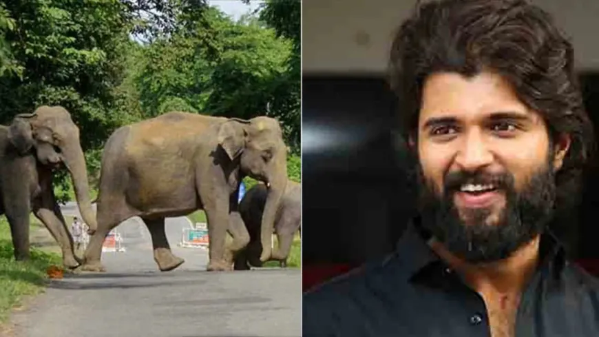 2 elephants clashed on the set of Vijay Devarakonda's film, 1 injured, created chaos